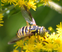 Spilomyia longicornis