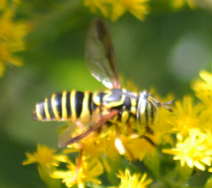 Spilomyia longicornis