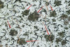 Stigmidium microspilum