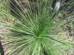 Xanthorrhoea johnsonii