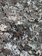 Formica rufa