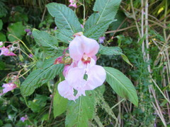 Impatiens glandulifera