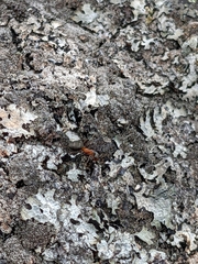 Formica rufa