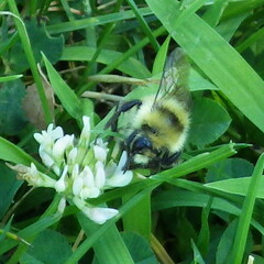 Bombus huntii