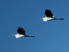 Ardea alba melanorhynchos