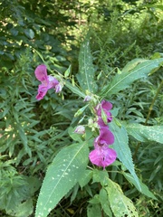 Impatiens glandulifera