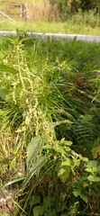 Urtica dioica