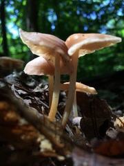 Marasmius spissus