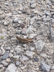 Pseudochorthippus parallelus