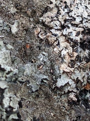 Formica rufa