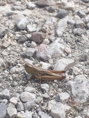 Pseudochorthippus parallelus