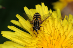 Helophilus pendulus