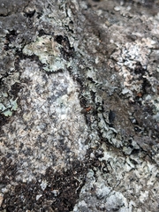 Formica rufa