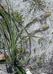 Trachyandra hirsutiflora