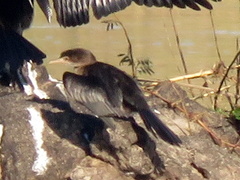 Microcarbo africanus africanus