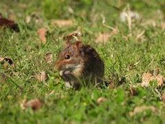 Rhabdomys pumilio