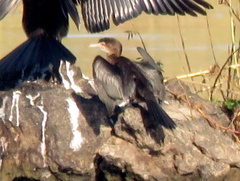 Microcarbo africanus africanus