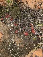 Drosera trinervia