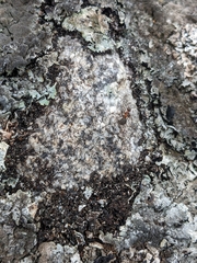Formica rufa