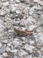 Pseudochorthippus parallelus