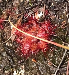 Drosera trinervia