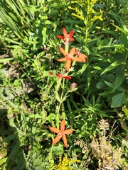 Silene regia