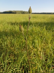Silene latifolia alba