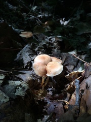 Marasmius spissus