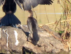 Microcarbo africanus africanus
