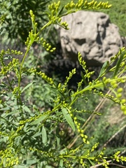 Solidago