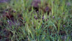 Dalea filiformis