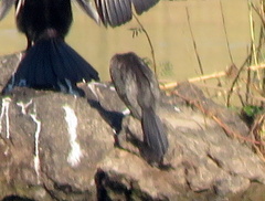Microcarbo africanus africanus