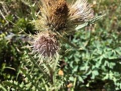 Cirsium funkiae