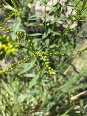 Solidago