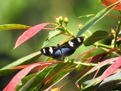 Heliconius doris
