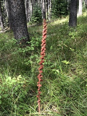 Pterospora andromedea