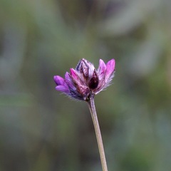 Dalea filiformis