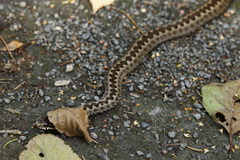 Vipera berus