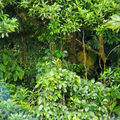 Pharomachrus mocinno