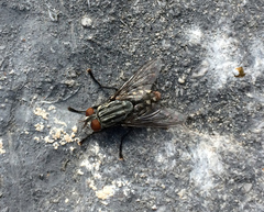 Diptera