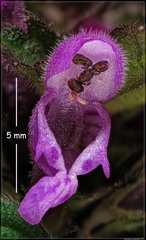 Lamium hybridum