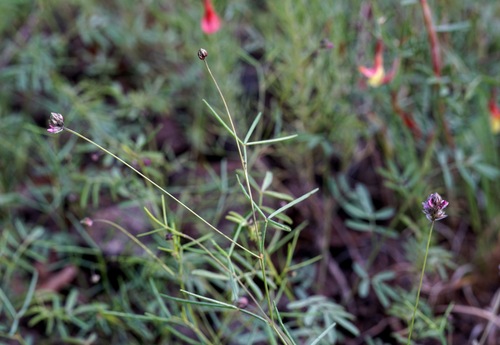 Image of Dalea filiformis by (c) Andrew Tree, some rights reserved (CC BY)