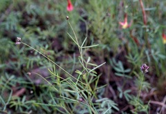 Dalea filiformis