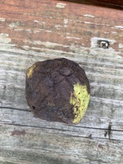 Juglans