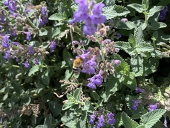 Anthophora californica