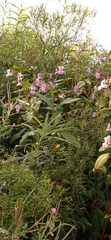Impatiens glandulifera