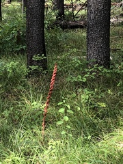 Pterospora andromedea