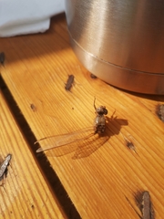 Orthetrum cancellatum