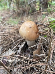 Amidella