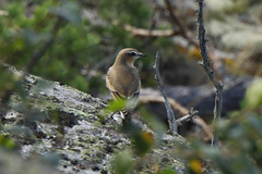 Oenanthe oenanthe